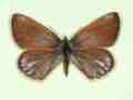 Polyommatus icarus female (aberrant form fusca-caerulescens) (Internet Image property of respective owner, non-commercial use only)